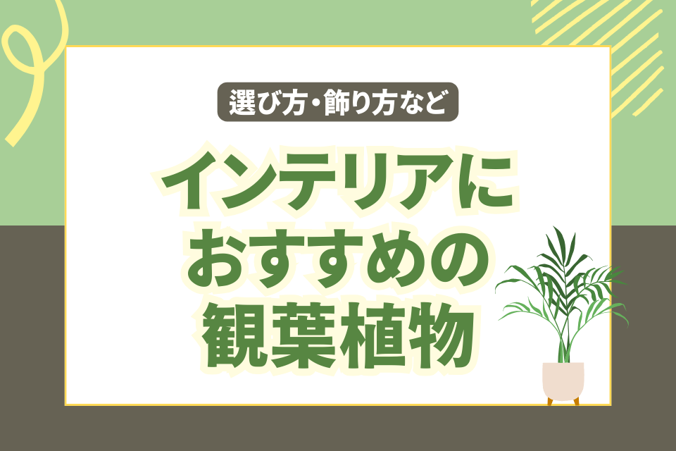 インテリアにおすすめの観葉植物 選び方・飾り方など