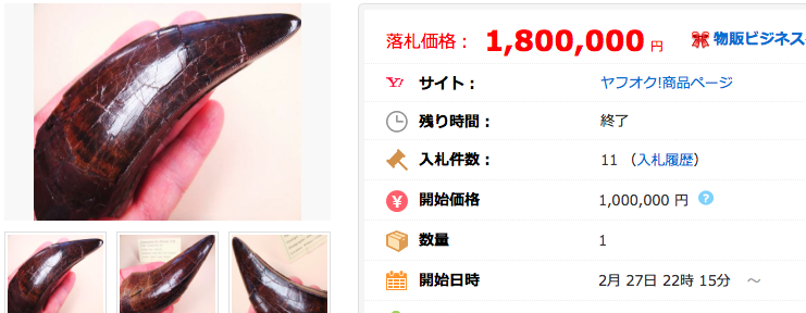 化石 恐竜 ティラノサウルス T-Rexの歯 博物館級 標本 鉱物 原石