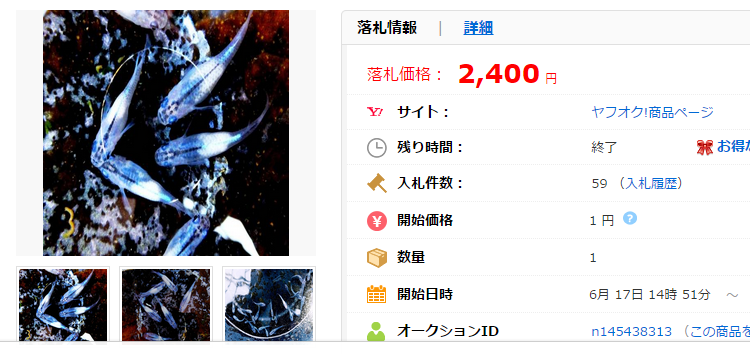 王昭君 落雁美人 傾国の美女シリーズ 稚魚10匹 3の価格比較|ペット、生き物|ヤフオク(ヤフーオークション)落札相場 オークファン(aucfan.com)