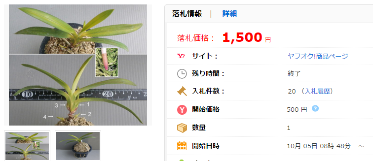 富貴蘭 ルビー根 の複芸 朝陽 3芽当り 1子種木 希望苔台贈呈の価格比較｜花、園芸の｜ヤフオク（ヤフーオークション）落札相場  オークファン（aucfan.com）