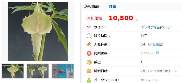 ウラシマソウ 浦島草 白花１球『うるみ白』 貴重品 山野草の価格比較｜ラン｜ヤフオク（ヤフーオークション）落札相場  オークファン（aucfan.com）