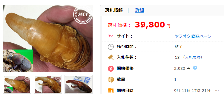 パチセラスメテオ血統♀ F4 単品 68 70mm 極太最強遺伝子の価格比較｜外国産の｜ヤフオク（ヤフーオークション）落札相場  オークファン（aucfan.com）