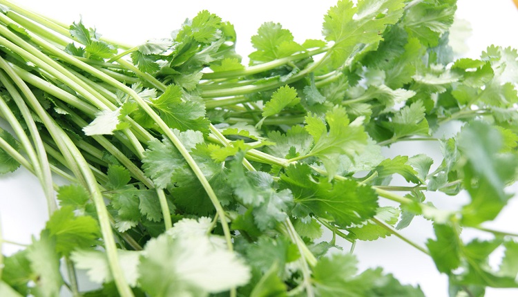coriander022