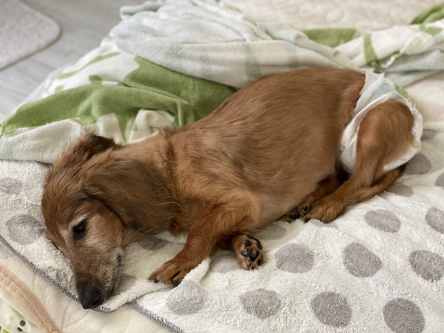 ペットの年齢が上がってきて不安な人