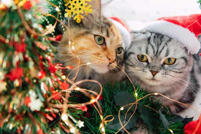 クリスマス旅行