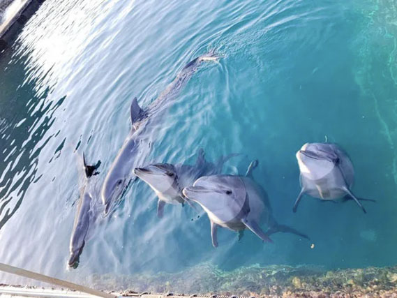 ドルフィンベェイス