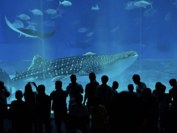 美ら海水族館（沖縄県）